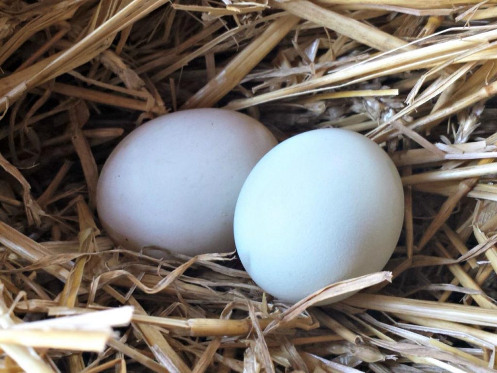 Giá trứng vịt tăng trở lại nhưng người nuôi lại buồn, vì sao?