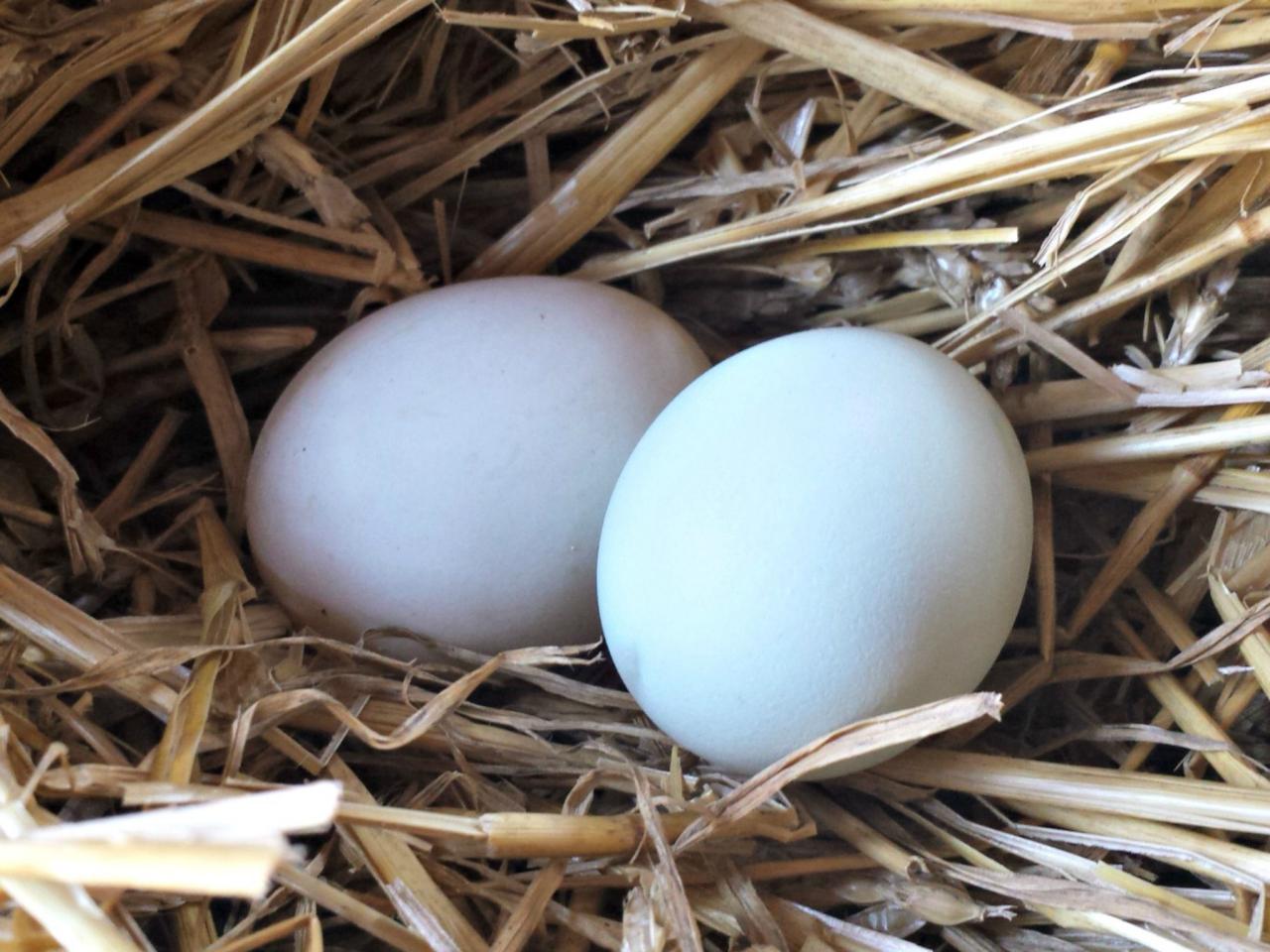 Giá trứng vịt bỗng tăng chóng mặt, người nuôi lại càng thêm buồn