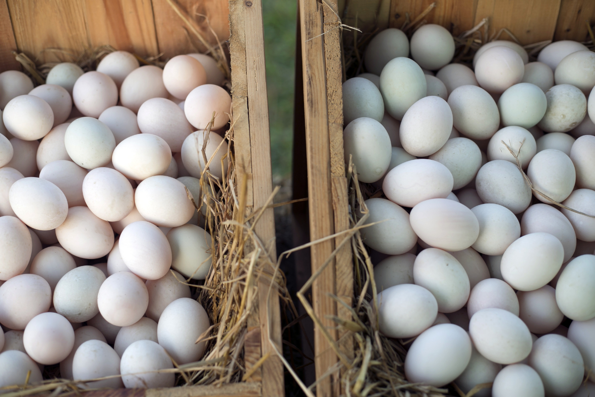 Giá trứng gia cầm giảm hơn 1 tháng trước