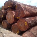 Ngành gỗ xuất khẩu phát triển kỷ lục là do đâu?