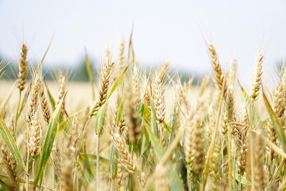 Nhận định về thị trường nông sản - Lúa mì